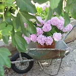 Floral Apartment Brodarica (Sibenik-Knin)