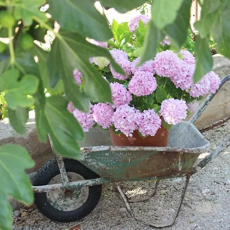 Floral Appartement Brodarica (Sibenik-Knin)