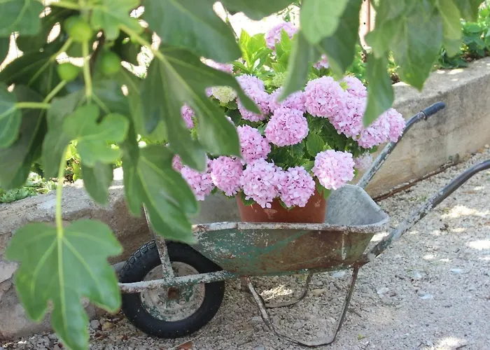 Floral 公寓 布罗达里卡